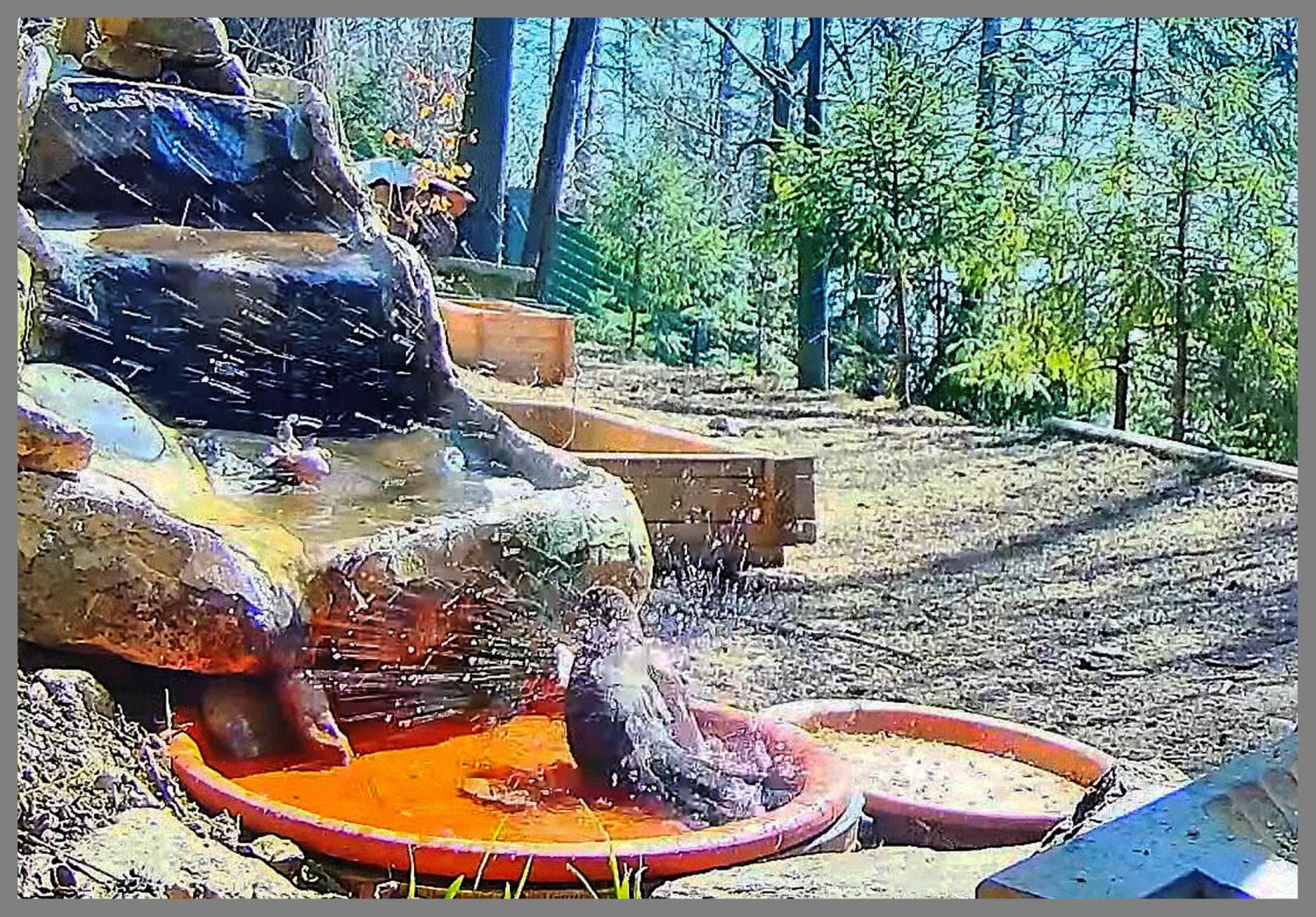 livebirdspoland_dff967df2aa44cb3dc24da3bc715c8df.jpg