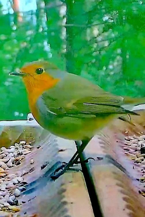 livebirdspoland_851843d380f3332e2b6529d275c29650.jpg
