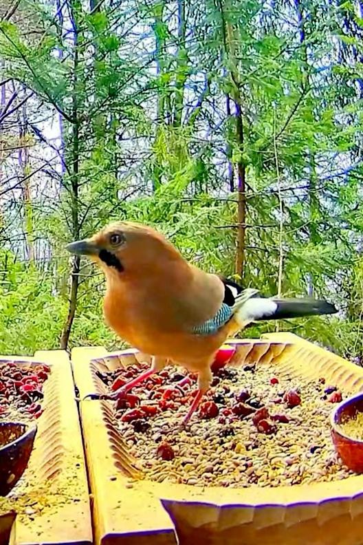 livebirdspoland_2d59b9d056c5e75970a644dc9ddbf8dc.jpg