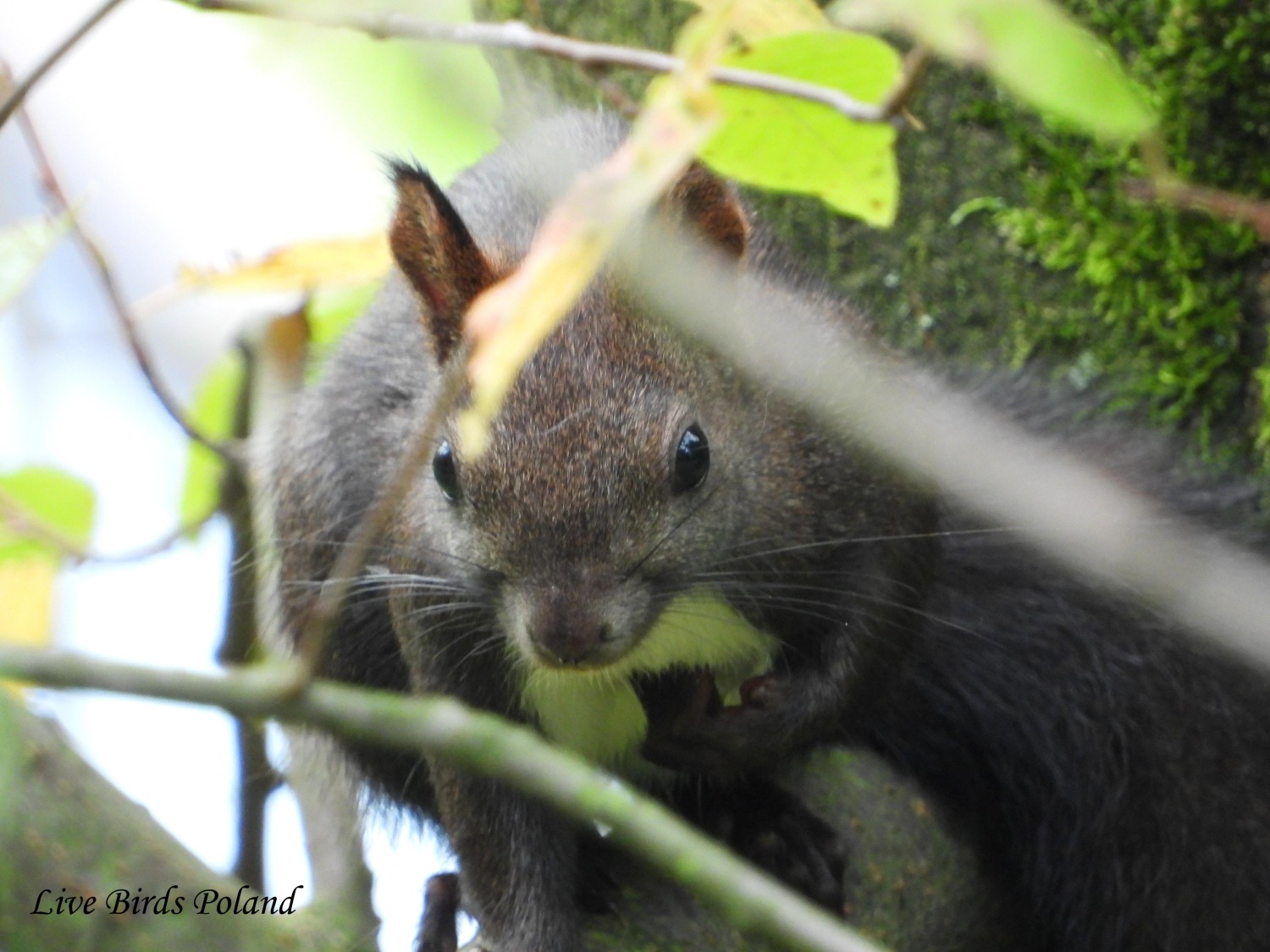 livebirdspoland_774ca19b652a72c37461ecc634c84384.jpg