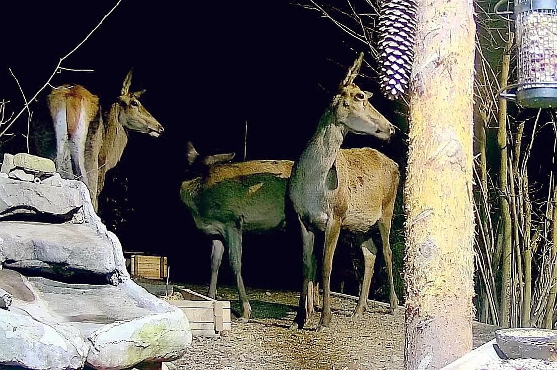 livebirdspoland_0489c8e71fd78cb55568a38913e8fe36.jpg