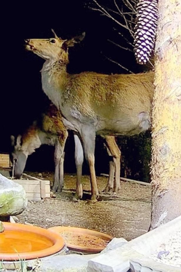 livebirdspoland_f6cd36c90b76d5b8fe2d8edb1abcbe92.jpg