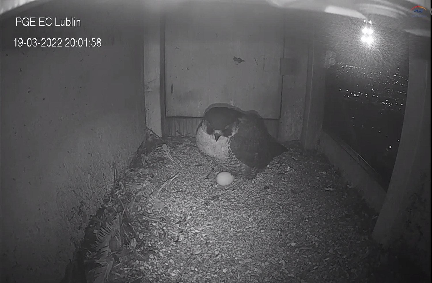 livebirdspoland_c481cc88910071976860ce15ee5e4ea9.jpg