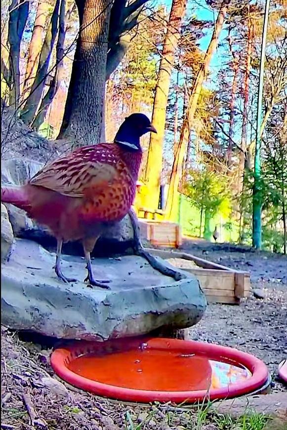 livebirdspoland_2f5823fa99a44c2f91f43b06f6063f34.jpg