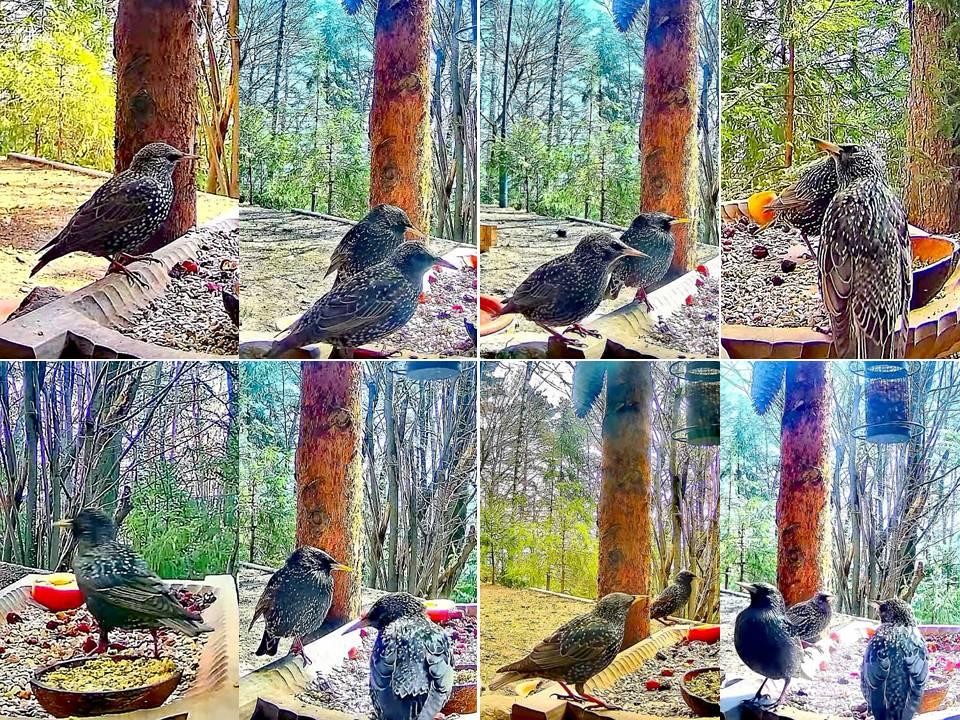livebirdspoland_e92b63283bdb599cd25685a18063d7a5.jpg