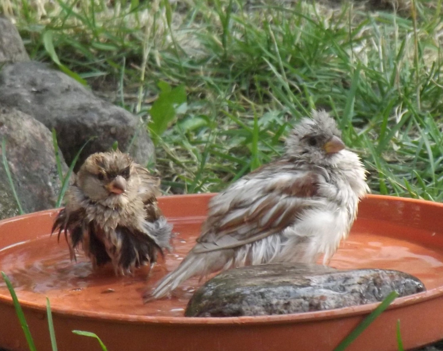 livebirdspoland_46eb23884a685d11514b22de8c6ac811.jpg
