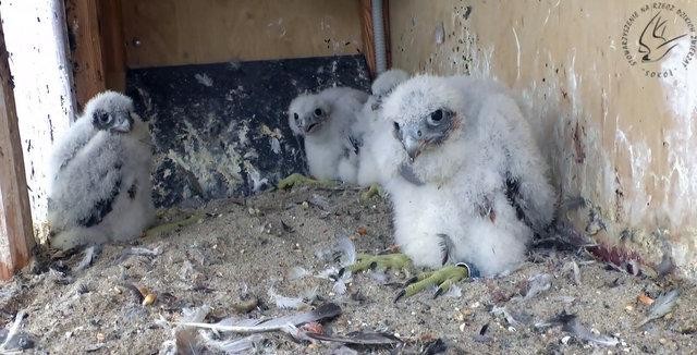 livebirdspoland_8bddc6ff2d849a8c2a2a044ebd443fb1.jpg