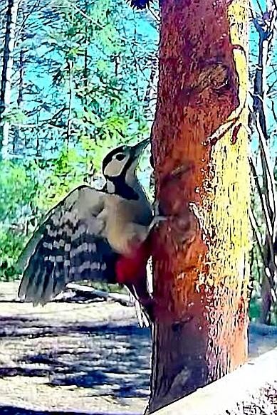 livebirdspoland_9a011618c5b8c941a5ace7ea37da3a1e.jpg