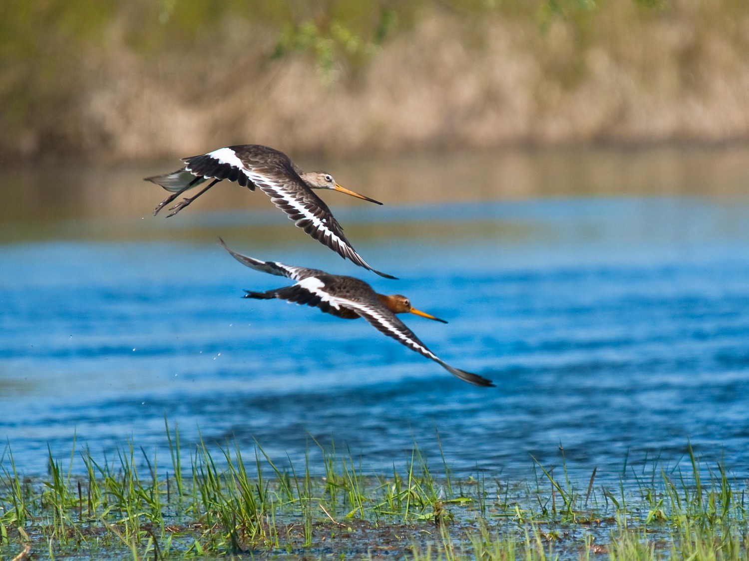 livebirdspoland_5134e0611b304834177698f9e8437f3a.jpg