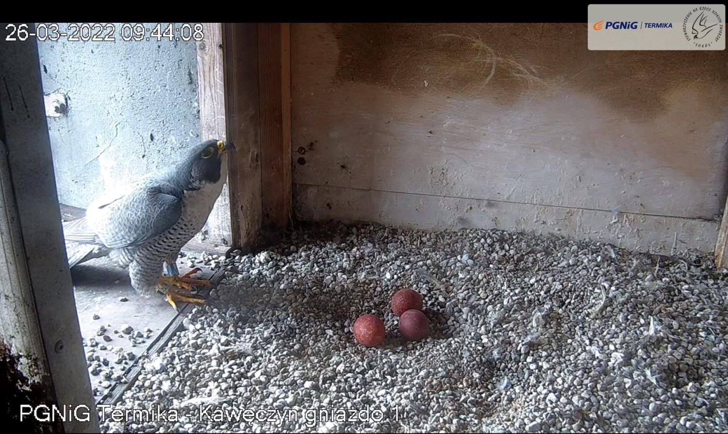 livebirdspoland_8d766671a574ee9f26373e72ce544c2f.jpg