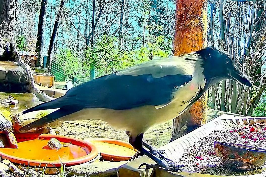 livebirdspoland_3b3d15ad04191eab6add2d3eead3e9bf.jpg