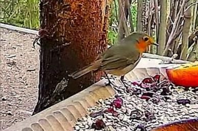 livebirdspoland_4cbfdfebe88a00d60fd0bf9fe9375f32.jpg