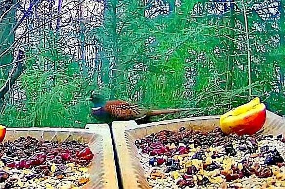 livebirdspoland_d4d307c1c6116d2e05374ac682de246c.jpg