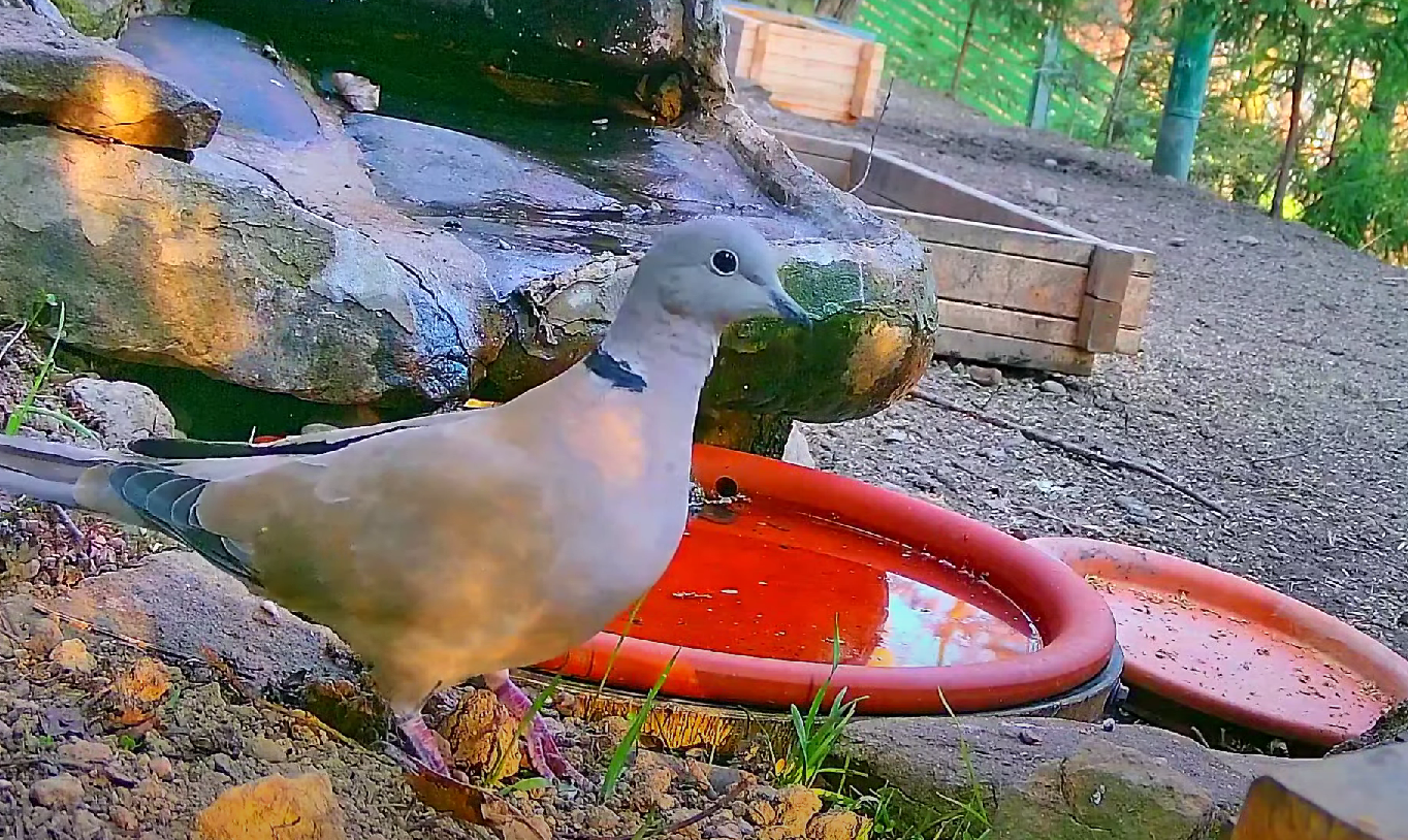 livebirdspoland_b2a454a81225e4be631131155a471c8c.png