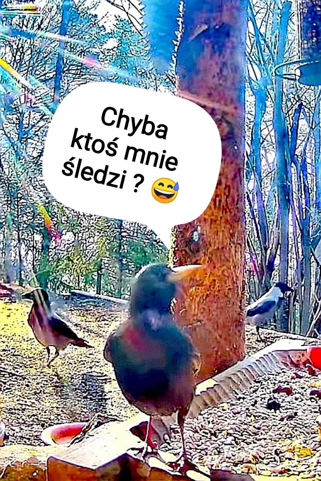 livebirdspoland_e0375744eb8b34288d6974a75f86a25f.jpg