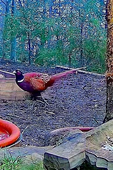 livebirdspoland_5673e9de75c74cf58a1f63357c75dd80.jpg