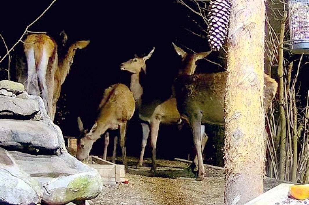 livebirdspoland_4e2b25651017044c3282ae96bf92f4f5.jpg