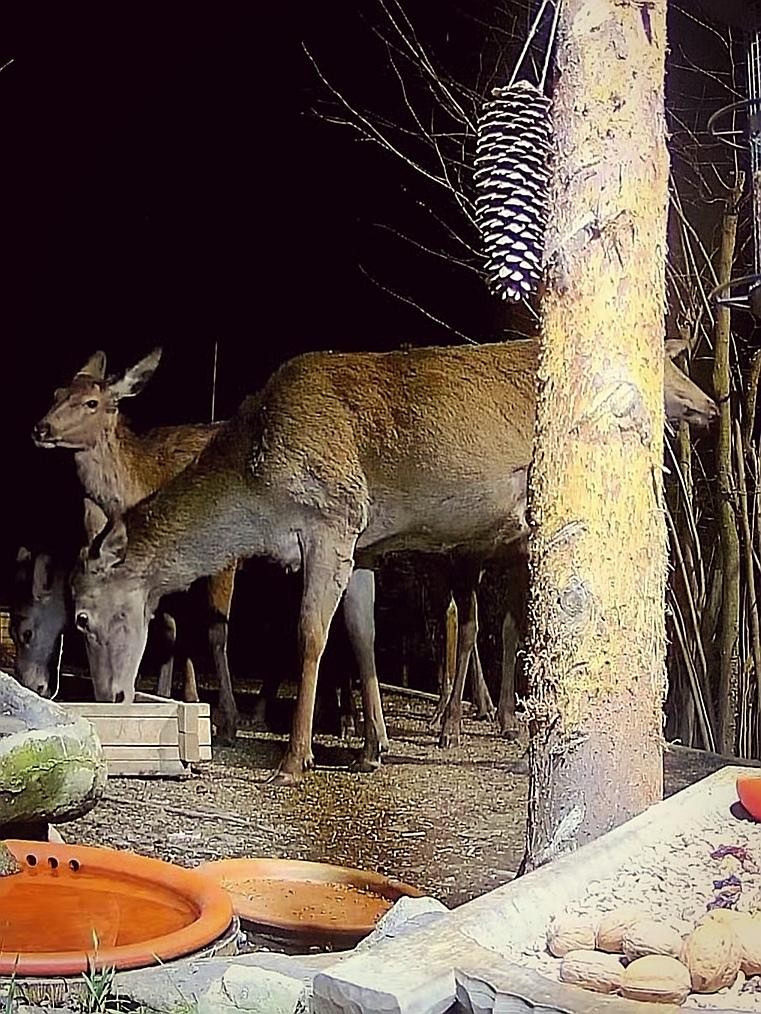 livebirdspoland_f77368b57a242823e71cdb999174f040.jpg