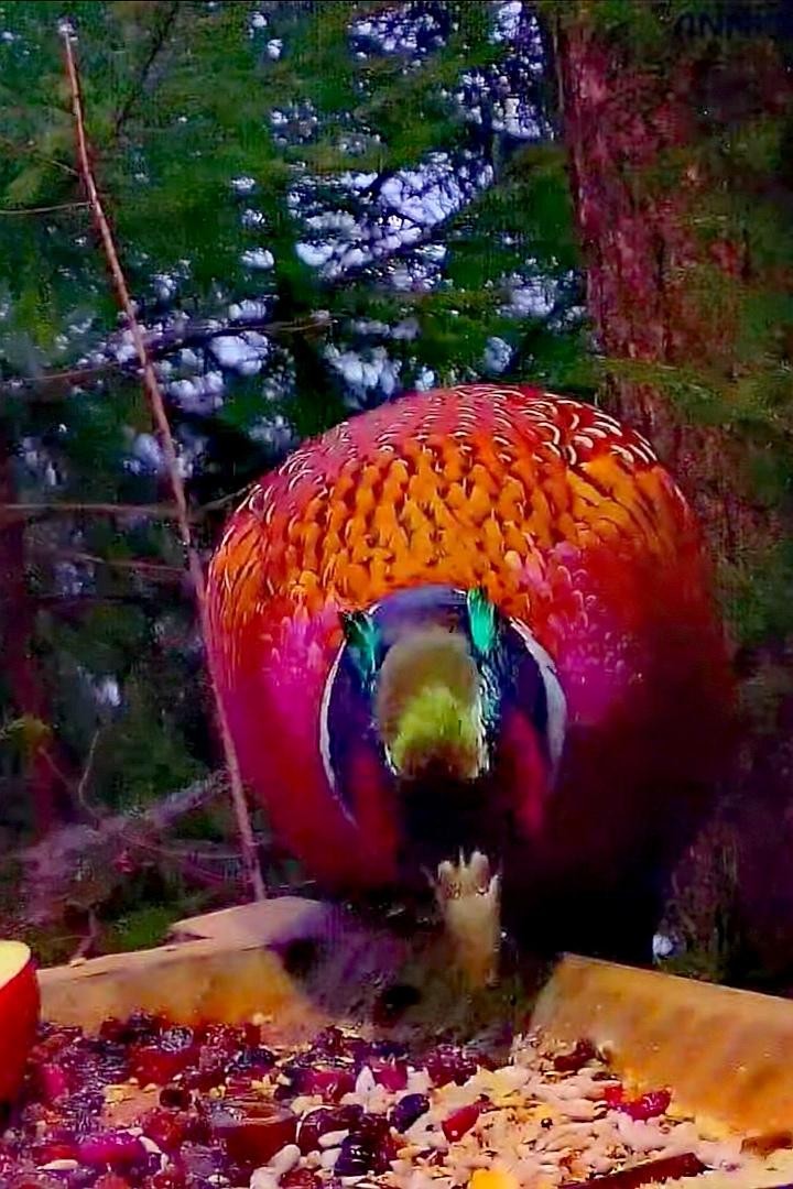 livebirdspoland_c8c75204682e1000641ee65dc50002a9.jpg