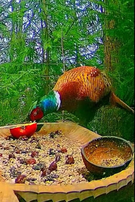livebirdspoland_2777901ab34bca26c3d7f594438cde81.jpg