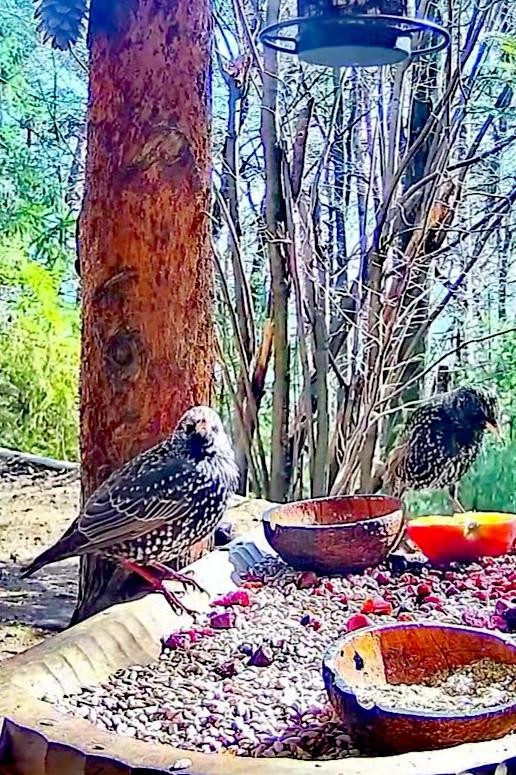 livebirdspoland_a0e476d0186cb679b858de639314c09b.jpg