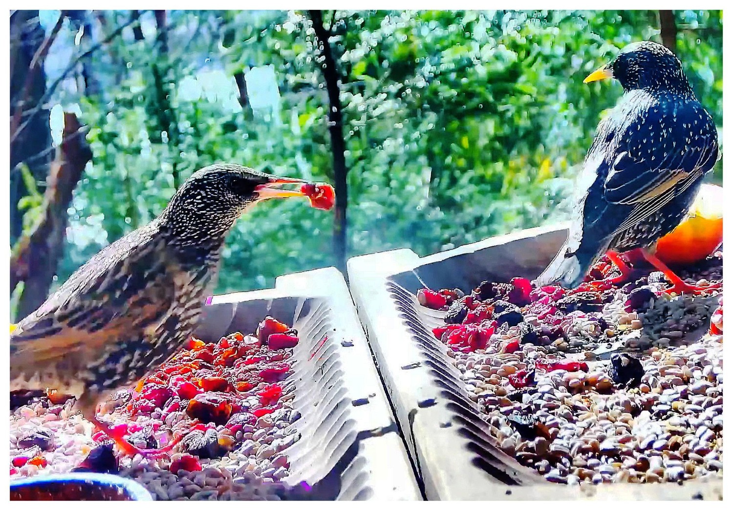 livebirdspoland_db6e0cf326e63107a86d4d95c9d86333.jpg