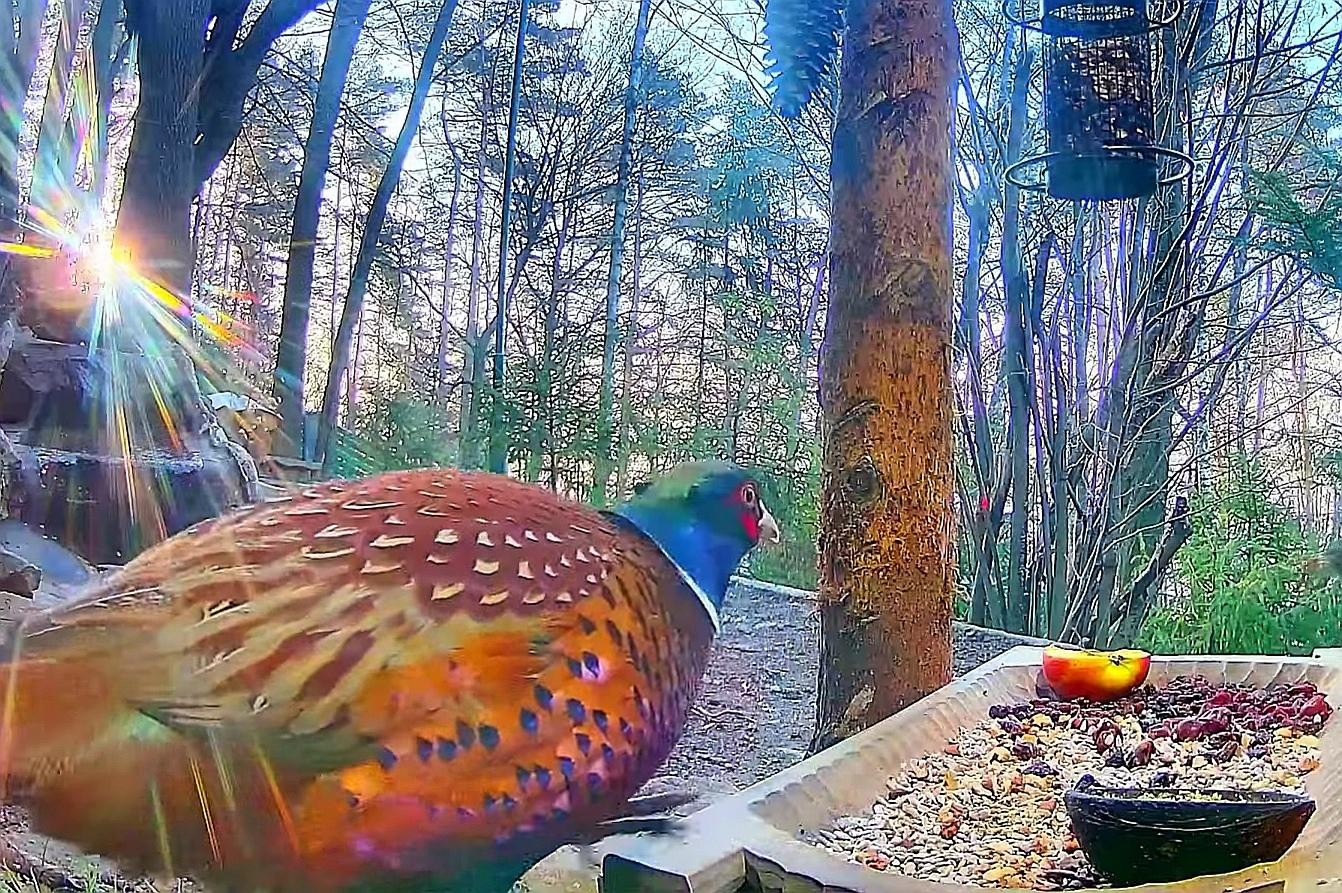 livebirdspoland_7a10ccd337e2e106757b4f822e106343.jpg