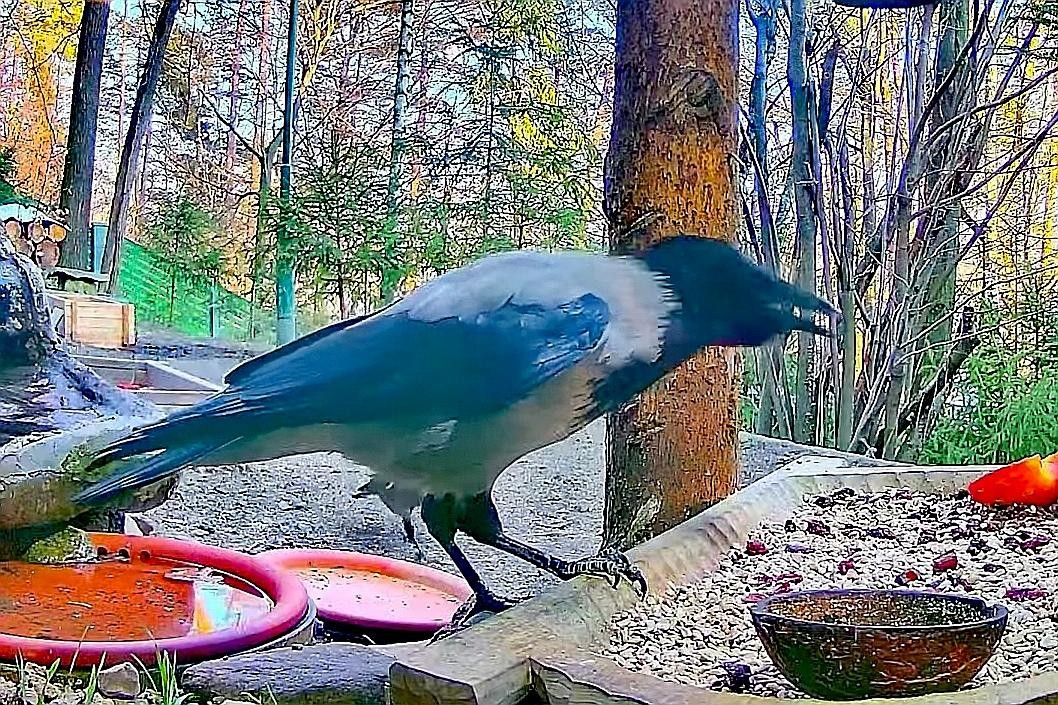 livebirdspoland_749b036de72d9c27378f678b0a670a89.jpg