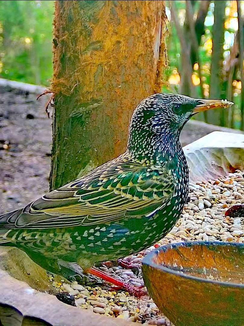 livebirdspoland_b2ad8c36055cdddcb9e53019d0fa80e5.jpg