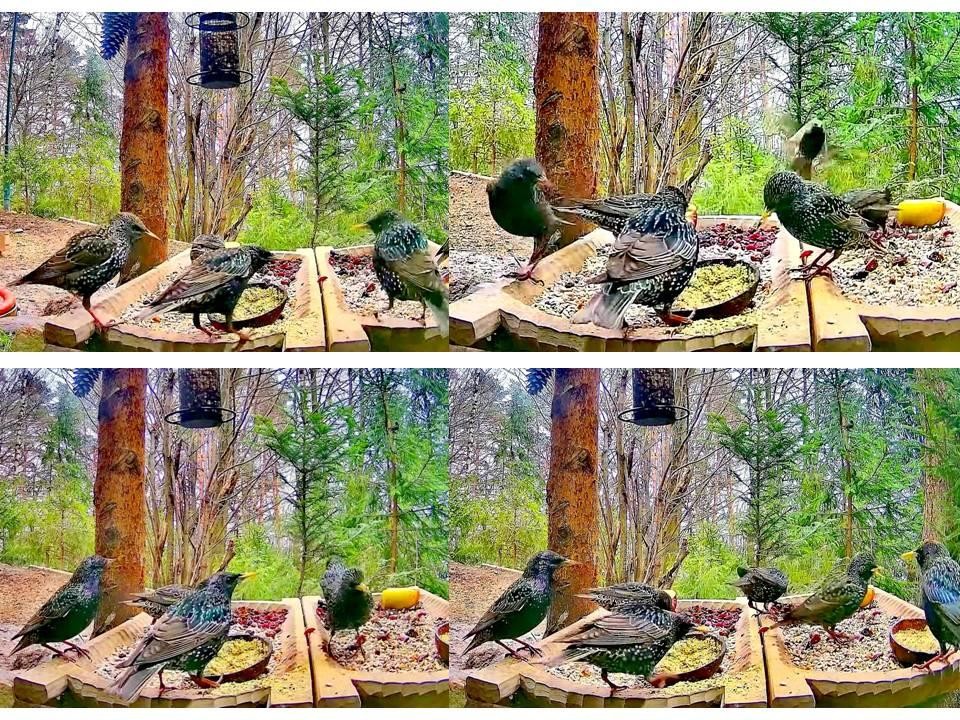 livebirdspoland_6f844f85f9a564278f5324e3549d5d1d.jpg