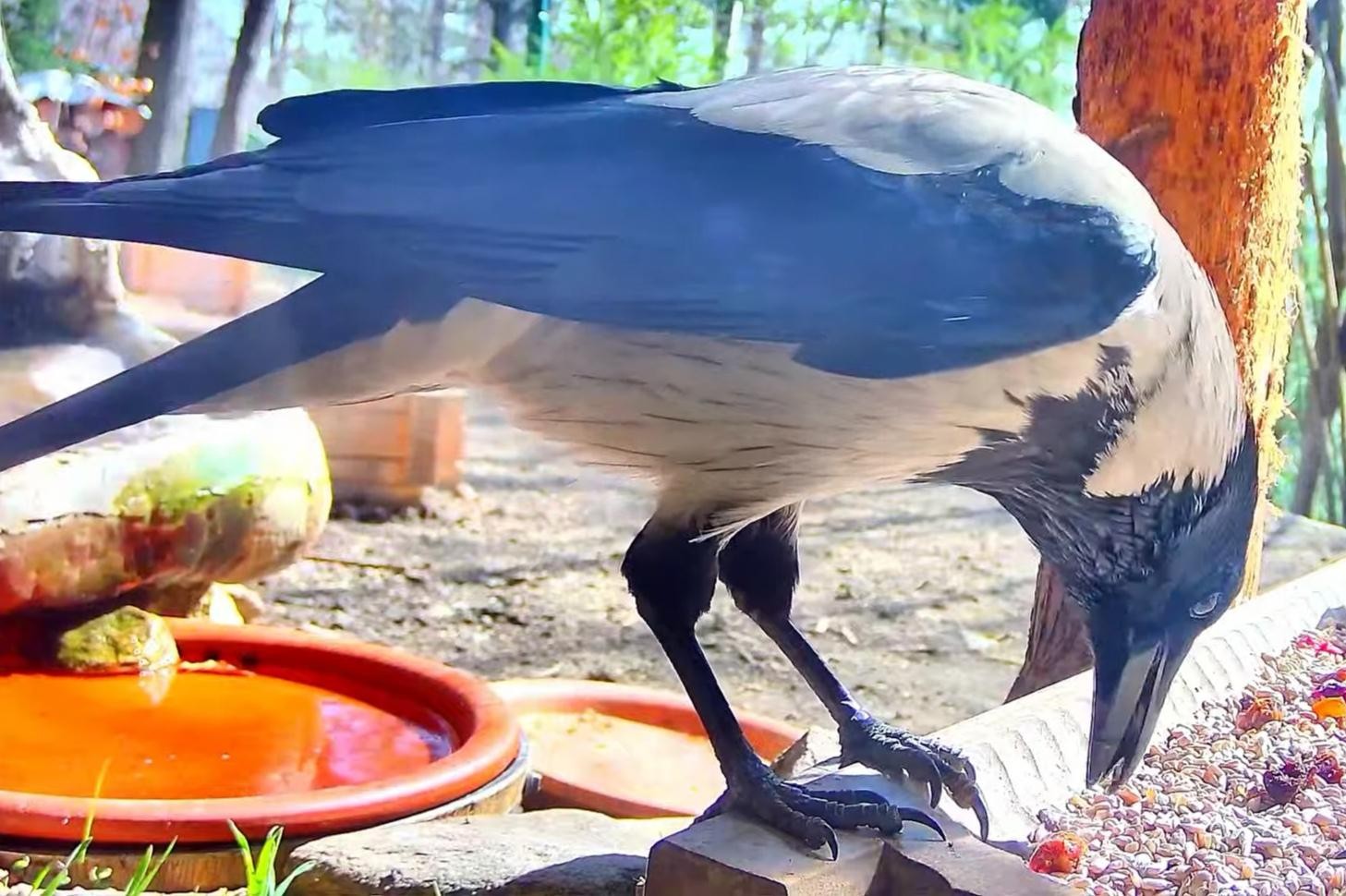 livebirdspoland_2d08e2f6adcb36c2090733142a7b9cc5.jpg