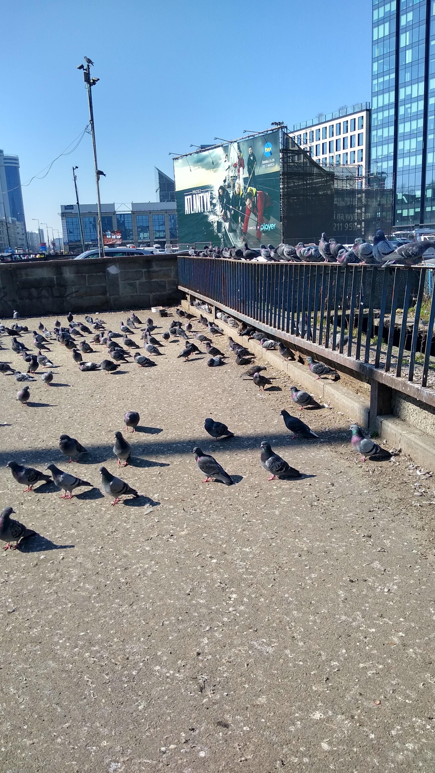 livebirdspoland_589c8b59aa7d55840fa87d4b582226ef.jpg