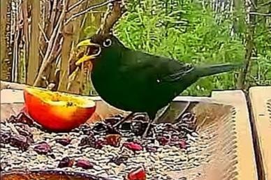 livebirdspoland_d54d5e5537179773c4caea3ebaa49d16.jpg