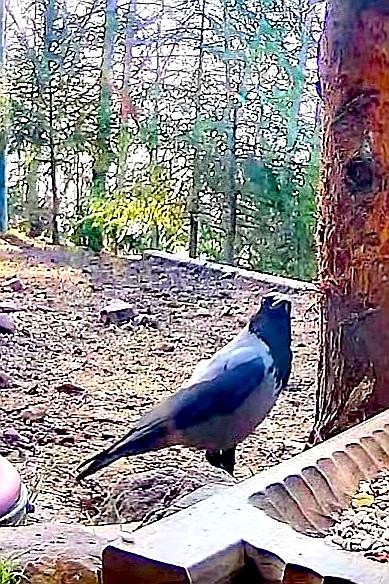 livebirdspoland_68066ebd89943ea71463779d3688e708.jpg
