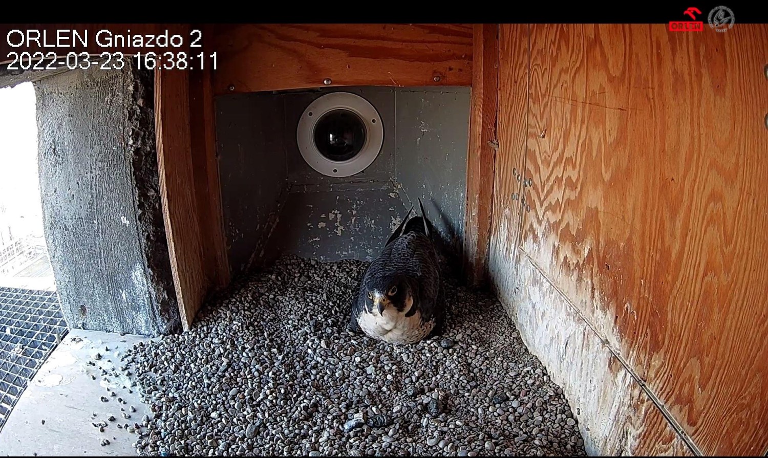 livebirdspoland_05f78f403fd93755926579cc6db44273.jpg