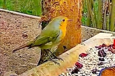livebirdspoland_91f6037ff0be1ea821729942b15d74e1.jpg