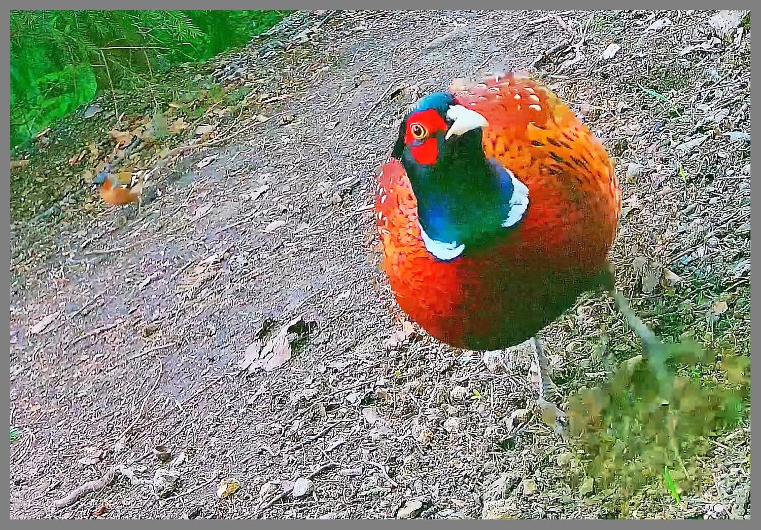livebirdspoland_4fd180464a259d33b92e6485ad566767.jpg
