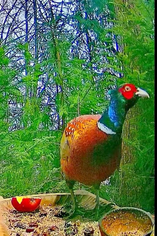 livebirdspoland_dc19fcf7135488f9bddba84dd2ebcbcc.jpg