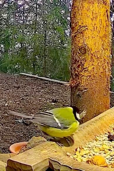 livebirdspoland_816d3e99bc81f82aceca5c2e9d1ede9d.jpg
