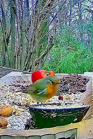 livebirdspoland_a97eb2d72c41c6cc216a63a1211a9e2a.jpg