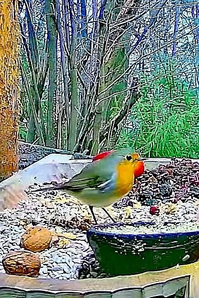 livebirdspoland_b2f648ba142a66a371e2c276447e8f20.jpg