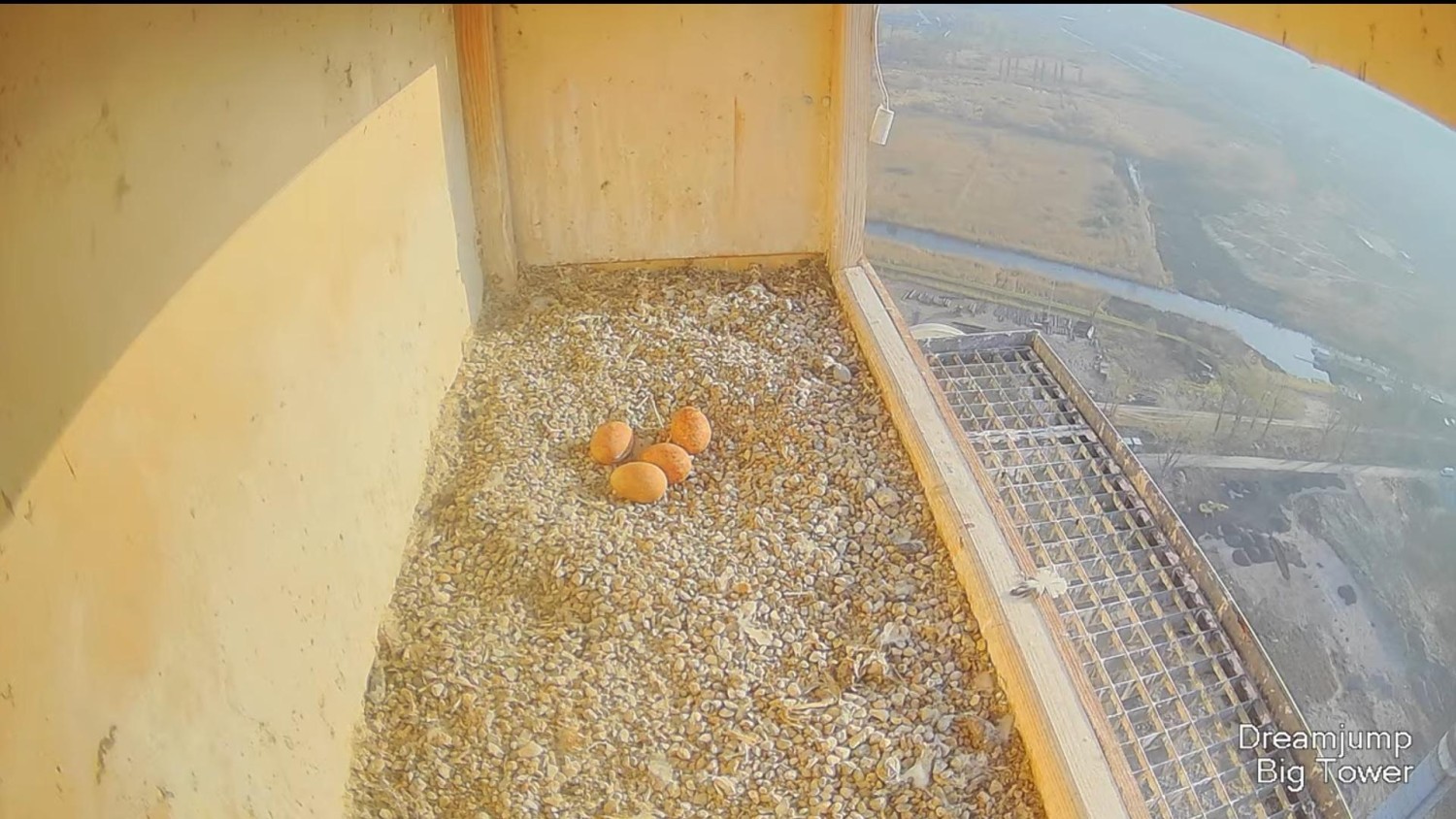 livebirdspoland_e815a48ab3f8e97a685e0424e3bfa342.jpg
