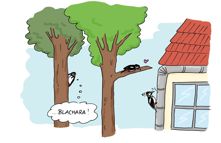 livebirdspoland_b69a76cdadffcdf5e12efad43cead0e8.png