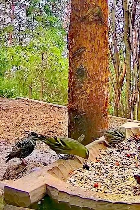 livebirdspoland_03fe6c3fdb9096662a86ccf8c6d675ef.jpg