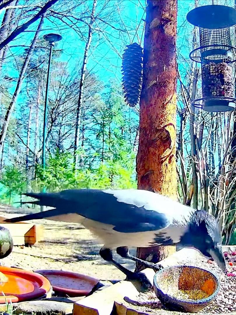 livebirdspoland_dde9efd77ca5539244eac09c34fc9b3d.jpg