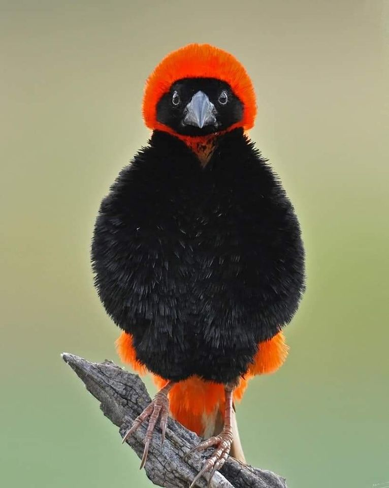 livebirdspoland_a669f146d126202f675562aee973fc01.png