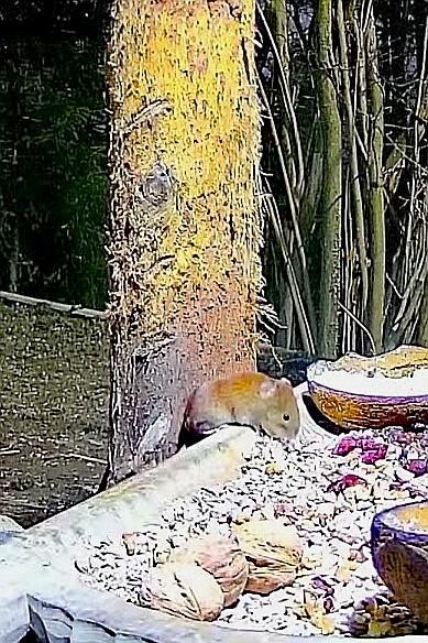 livebirdspoland_d7998ca368bcad2f03b259a306fda6c0.jpg