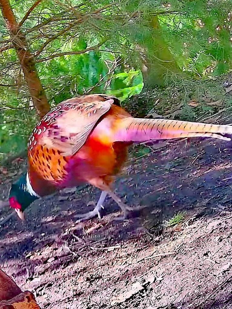 livebirdspoland_79fe54bc9208ada77ba5ebce238e03f8.jpg