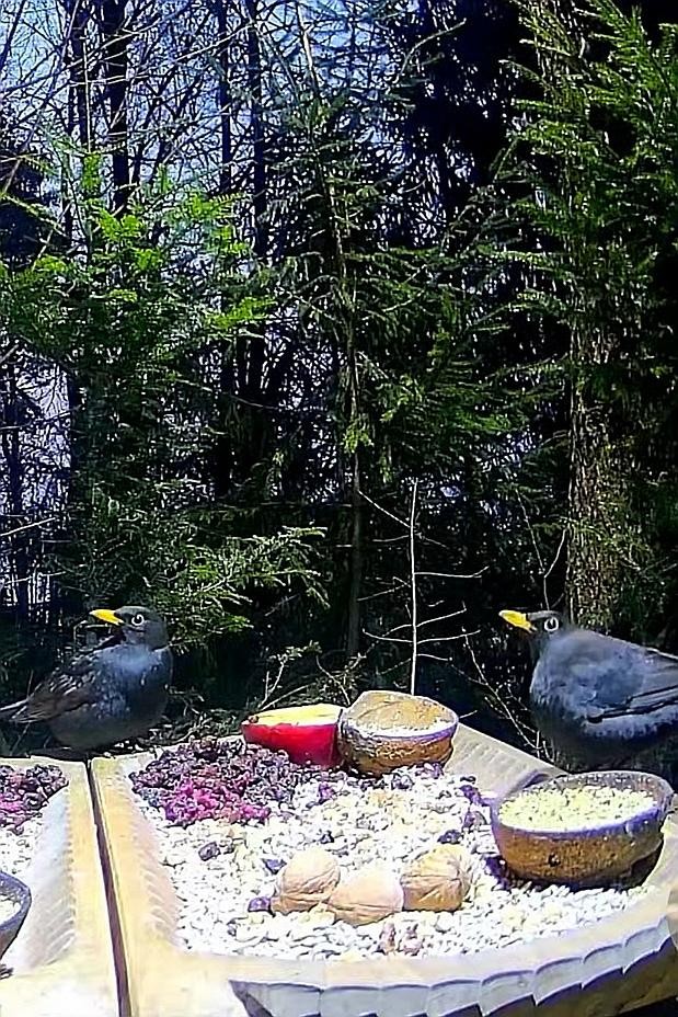 livebirdspoland_25d9cd6b237bcd67f75ba171536ad8ac.jpg