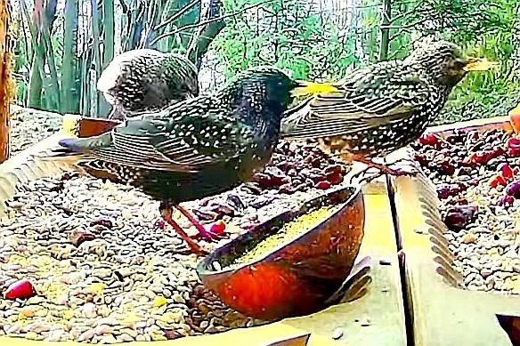 livebirdspoland_801f153b6fc7c37588181b945cebe889.jpg